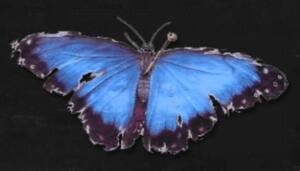 ルールオブローズ・ウィキ(Rule of Rose Wiki) 私設日本語版